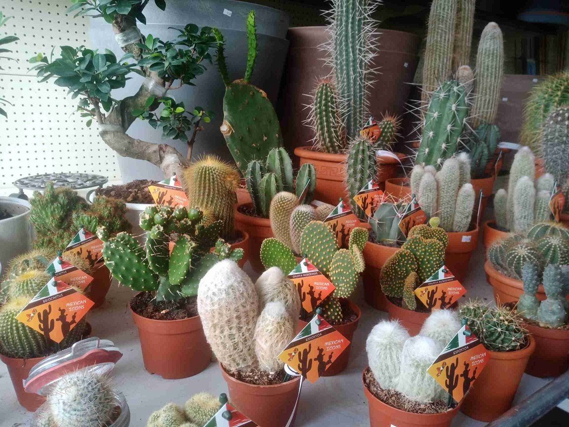 Stock important de végétaux