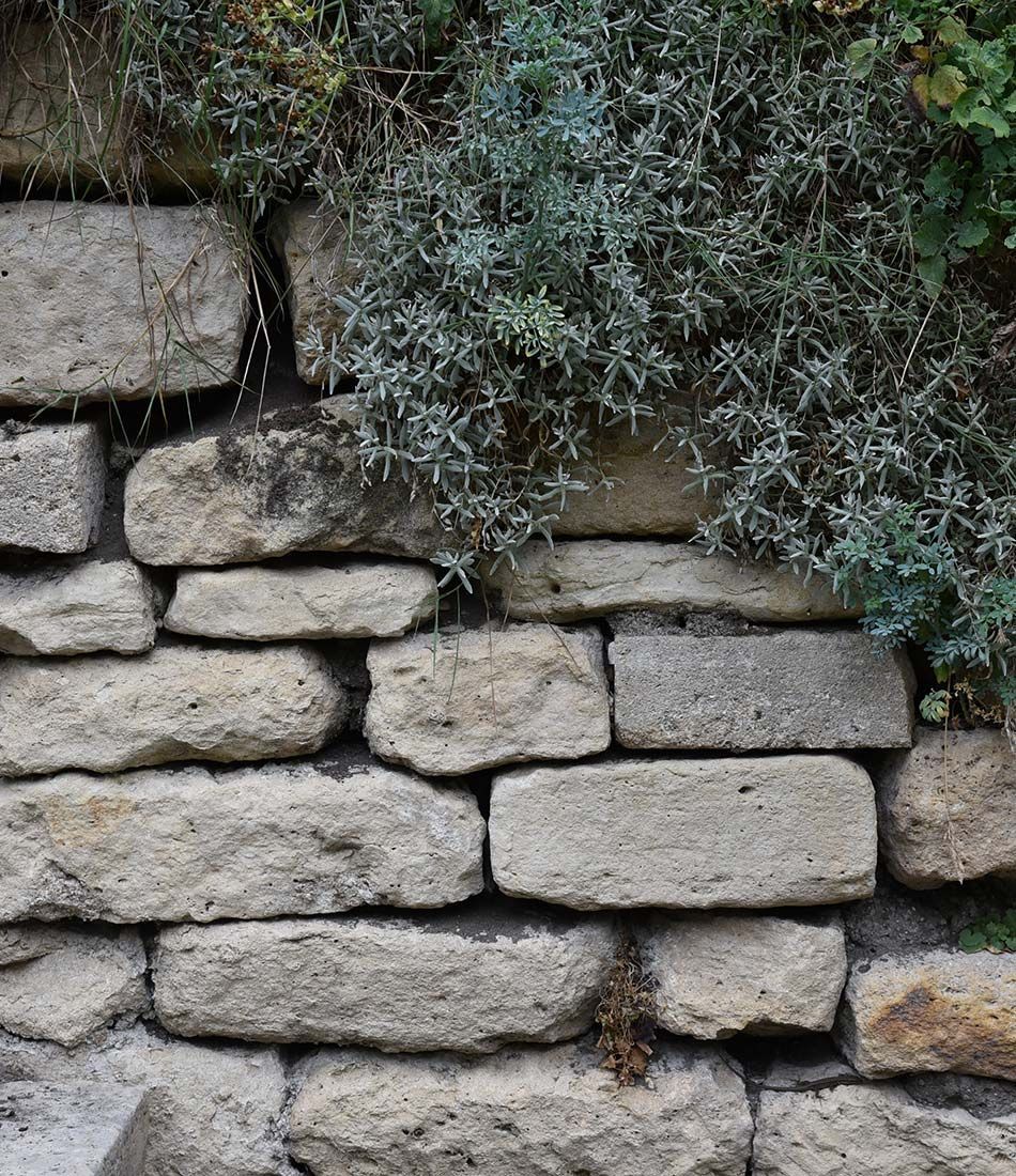 Mur en pierre sèche et végétation