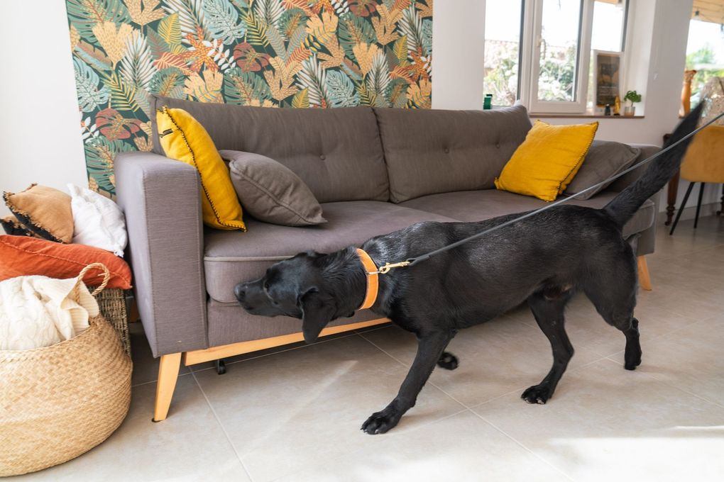 Un chien noir en laisse renifle le coin d'un canapé gris à coussins jaunes dans une pièce au papier peint à motifs.