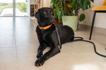 Un labrador noir portant un collier orange est allongé sur un sol carrelé près d'une plante en pot et d'une chaise.