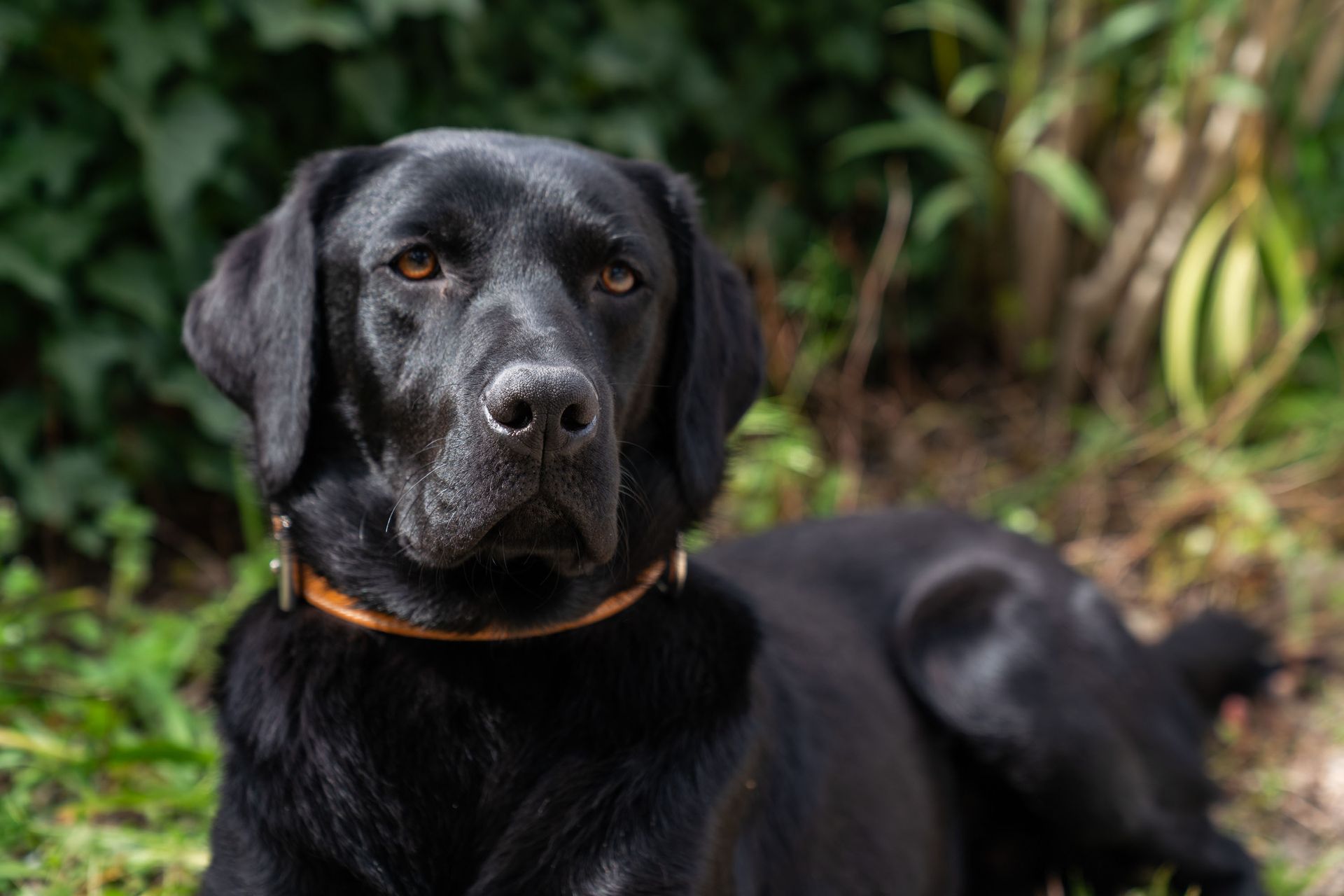 Un labrador noir avec un collier beige, allongé dans l'herbe, le regard tourné vers l'avant.
