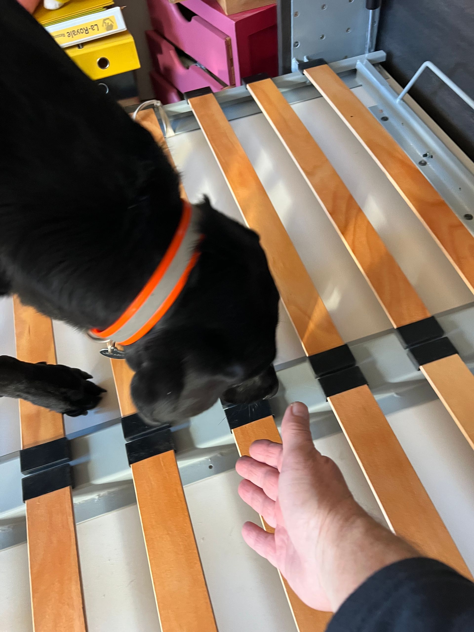 Un chien noir portant un collier orange renifle les lattes en bois d'un cadre de lit.