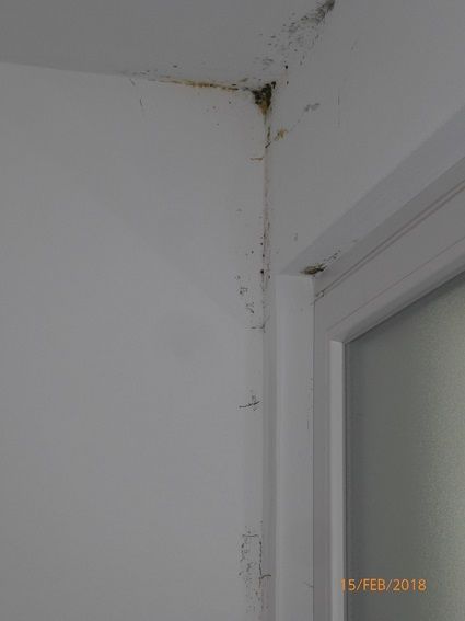 Schimmelbefall in der oberen Wandecke nahe dem Fenster