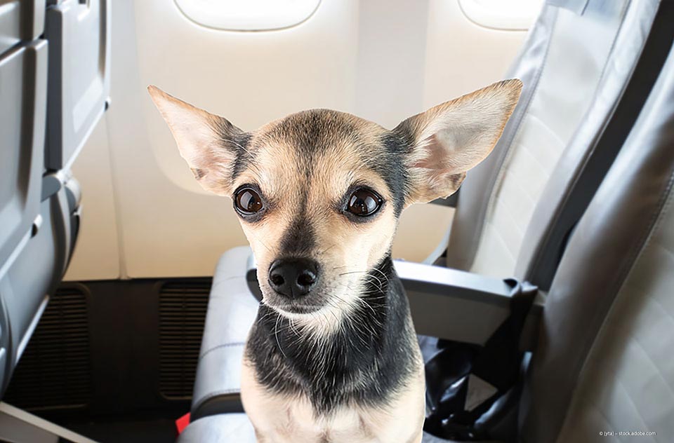Taxi Tönnissen – Hund im Auto