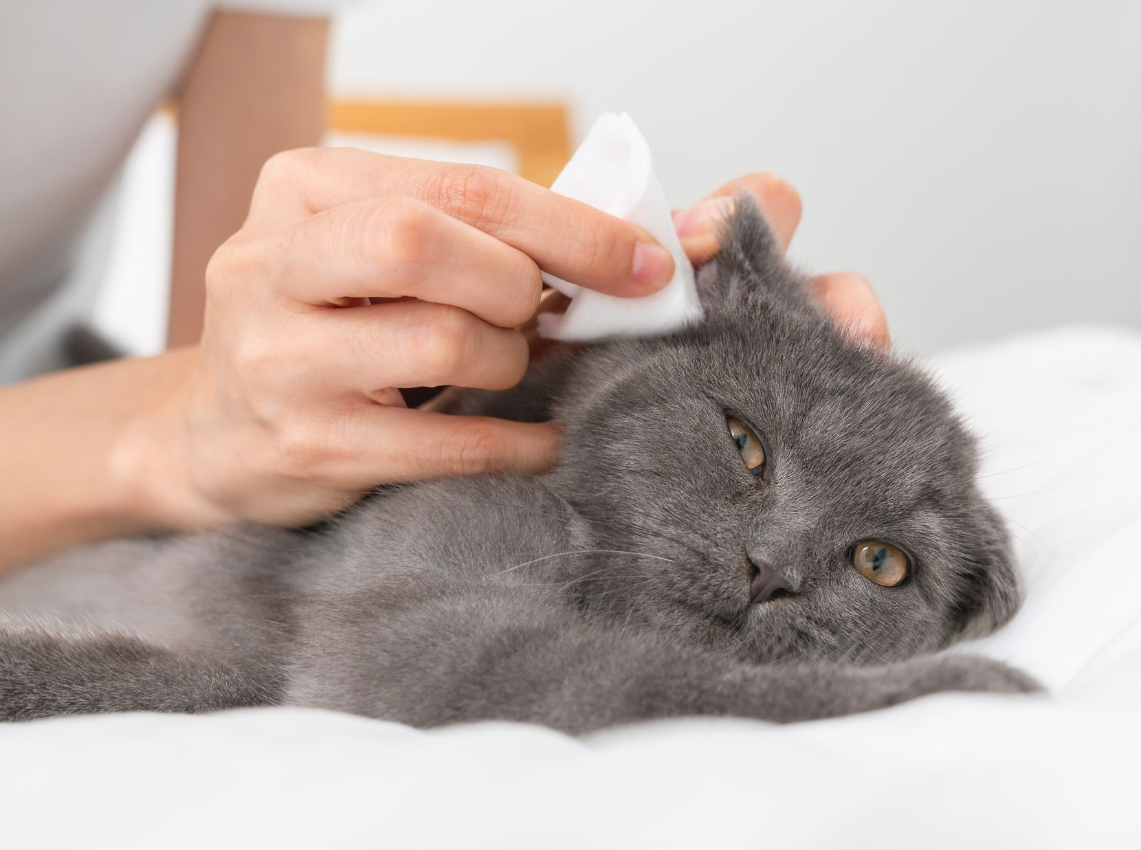 Un chat qui se fait nettoyer l'oreille