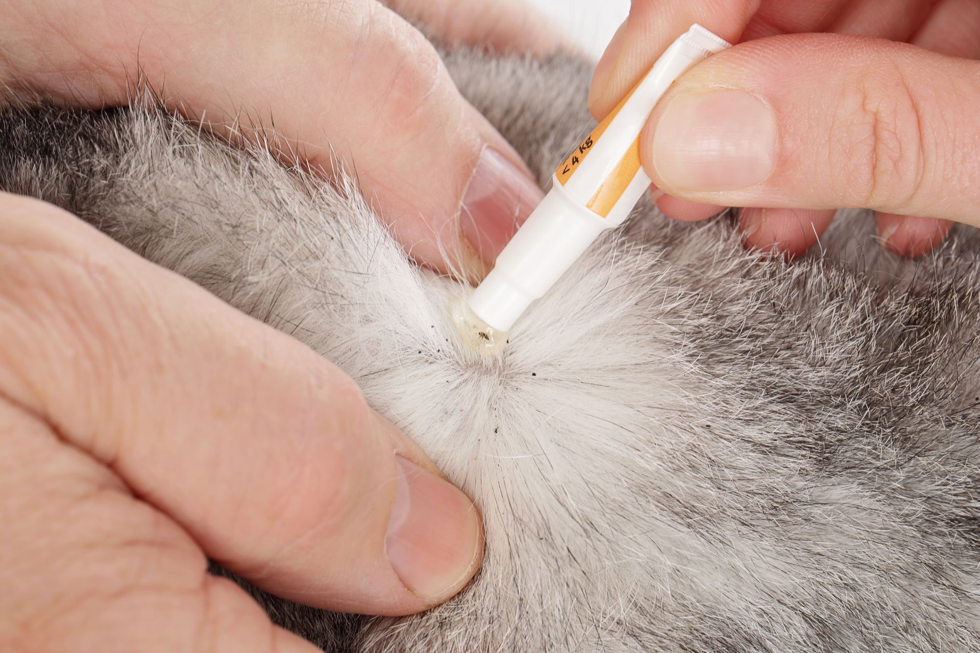Gros plan sur un traitement antipuce pour un chat