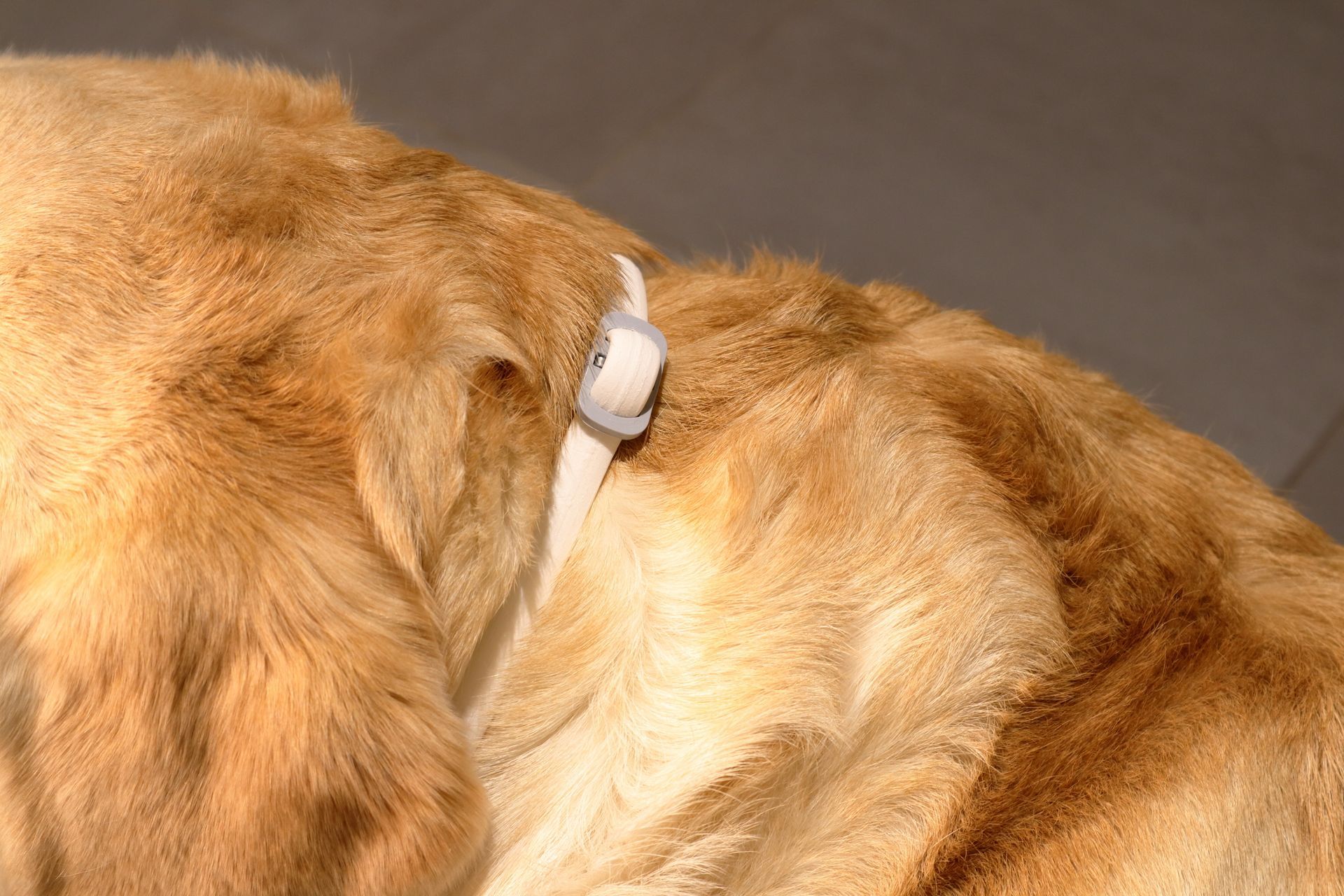 Un collier antiparasitaire sur un chien