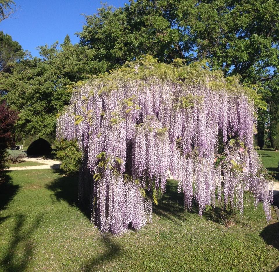 Glycine en fleurs, aux longues fleurs violettes surplombant l'herbe verte d'un parc ensoleillé.