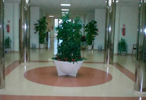 Una planta en maceta está en medio de un pasillo.