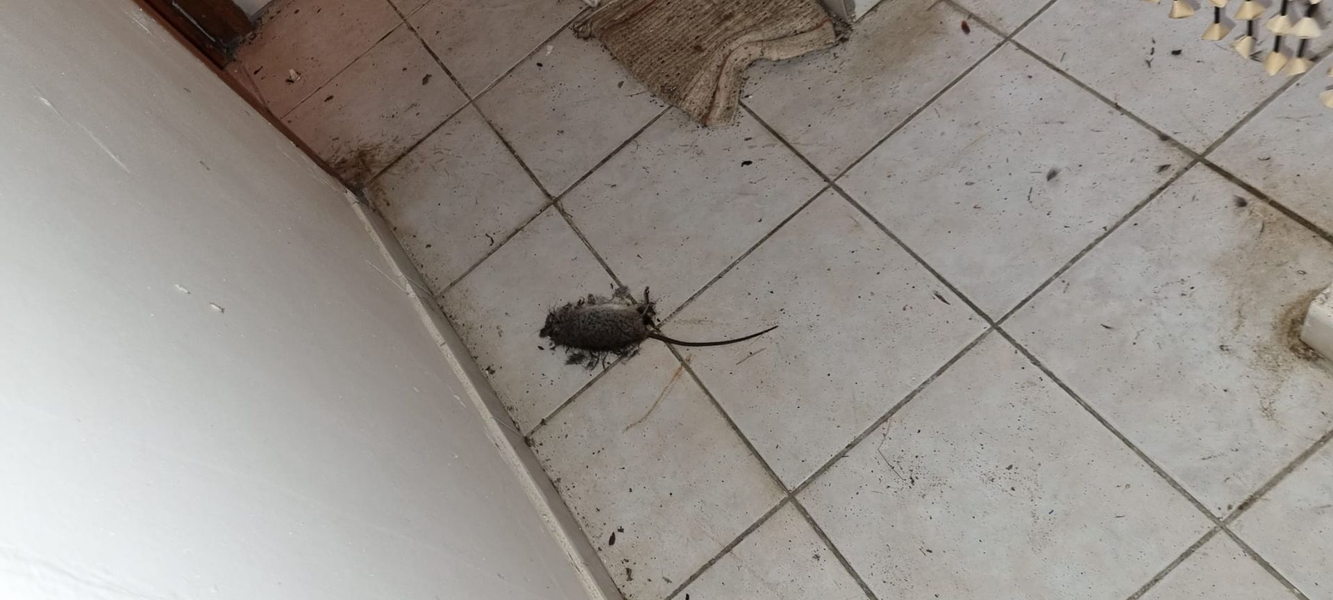 Un rat décédé.