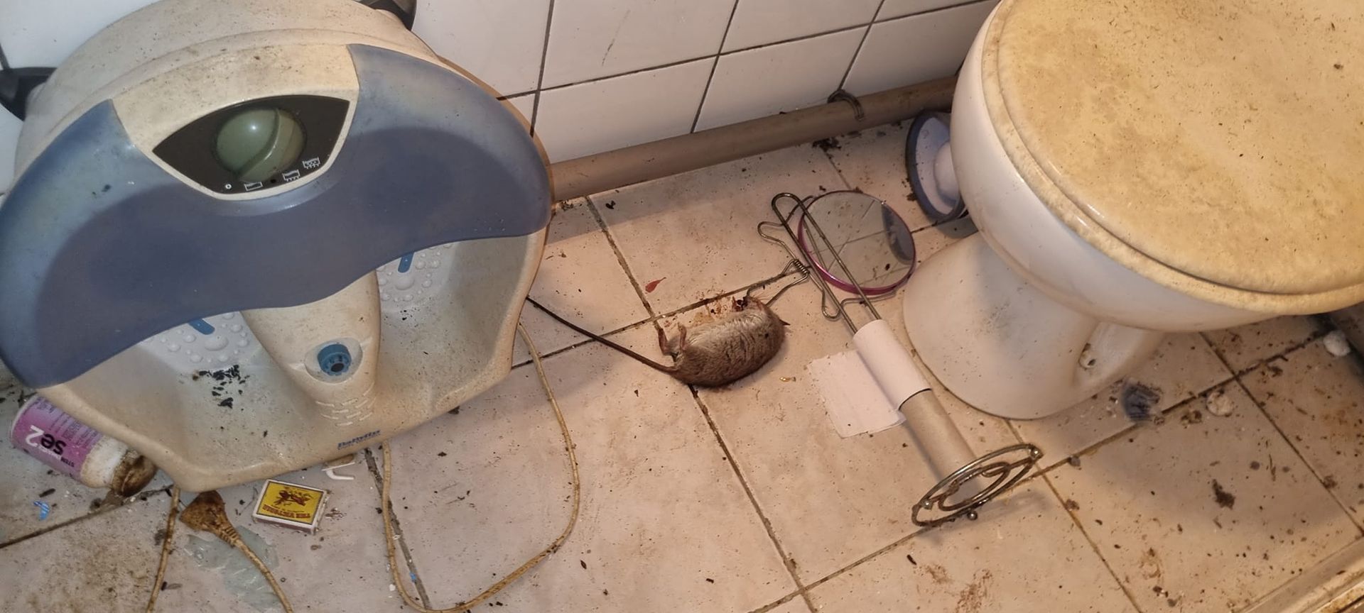 Un rat mort.