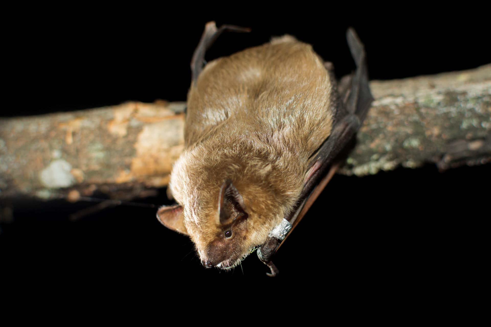 Une chauve-souris dans le noir.