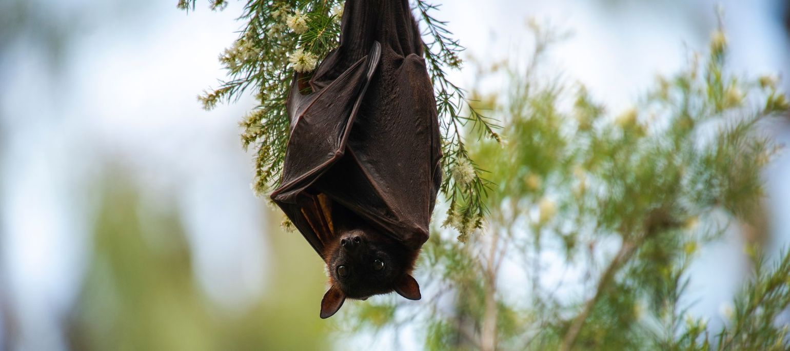 Une chauve-souris dans un arbre.