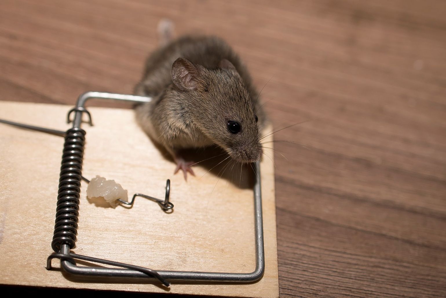 Une souris piégée.