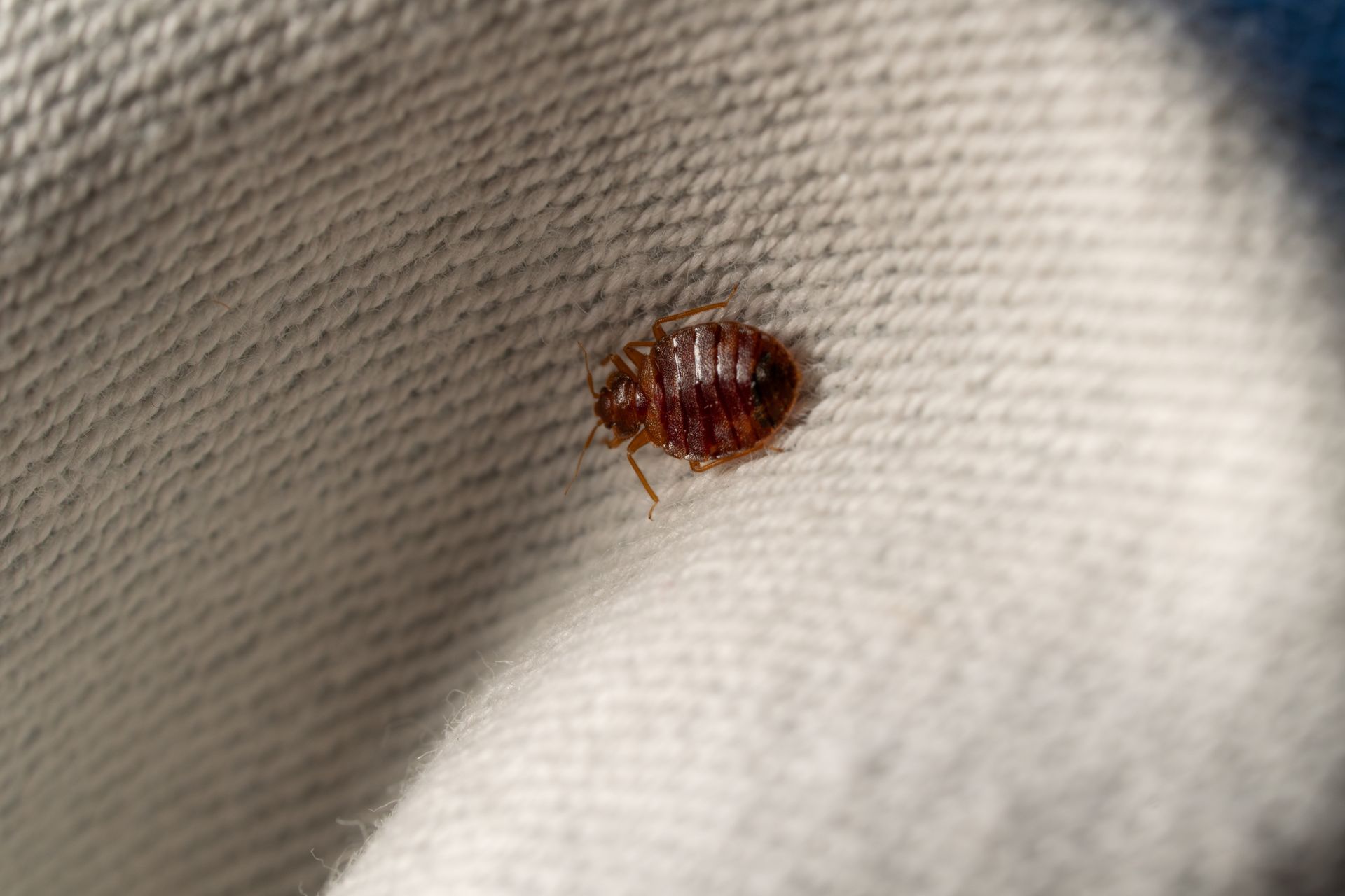 Un insecte.