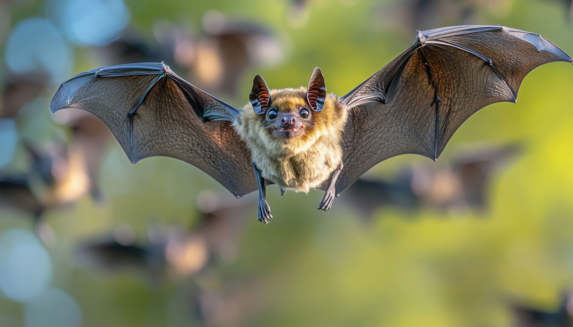 Une chauve-souris.