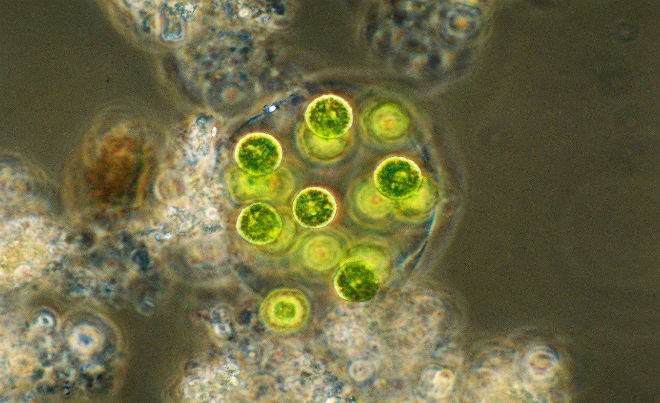 Encrassement biologique