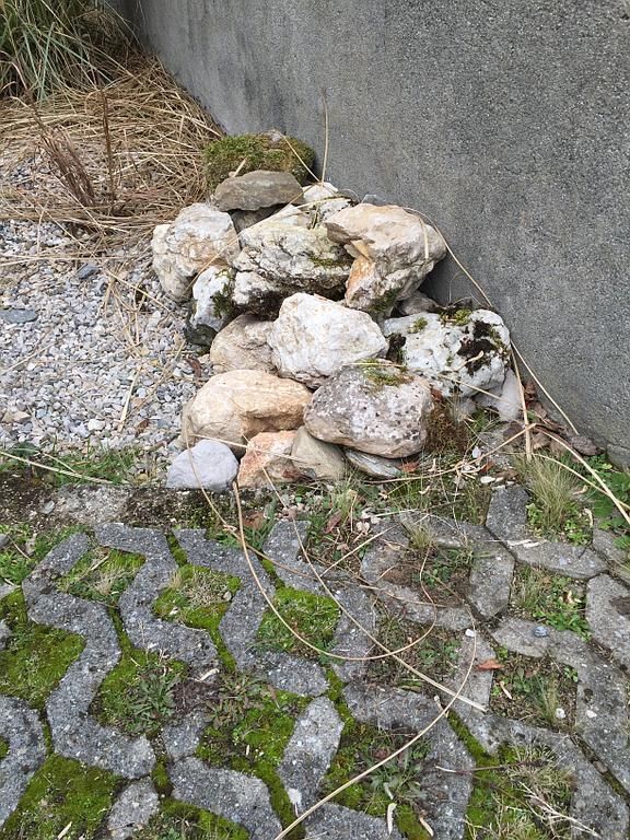 empierrement pour lézard et réptiles