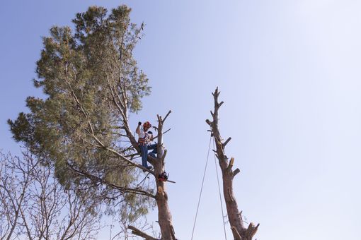 Élagueur dans un grand pin, taillant des branches sur fond de ciel dégagé