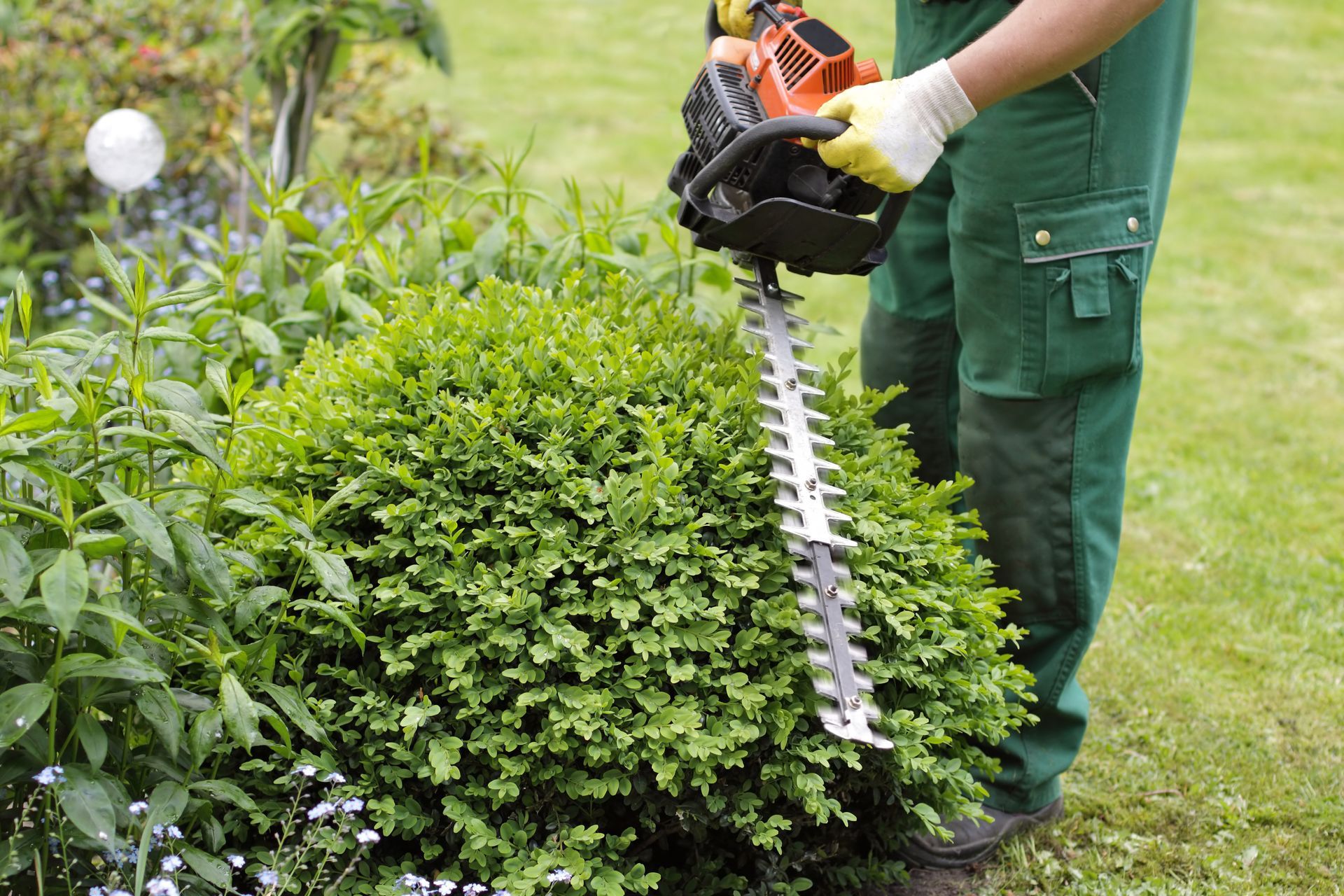 Personne taillant une haie verte avec un taille-haie électrique dans un jardin