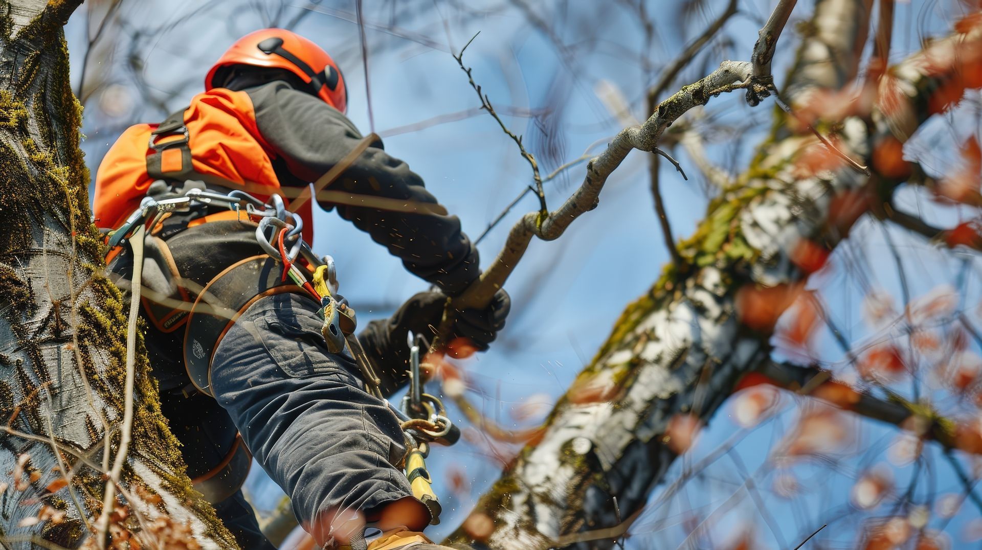 Un grimpeur vêtu d’un équipement de sécurité orange escalade un arbre à l’aide de cordes, sur fond de ciel bleu