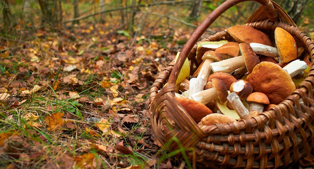 Copa de vino junto a varios quesos, pan y un cuchillo de queso sobre una tabla de madera.