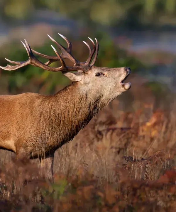 Plaza vacía en un pueblo europeo con edificios ornamentados, carros y árboles. Cielo azul con nubes.