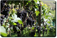 Ryser Weine - Getränke Hug GmbH - Buch SH