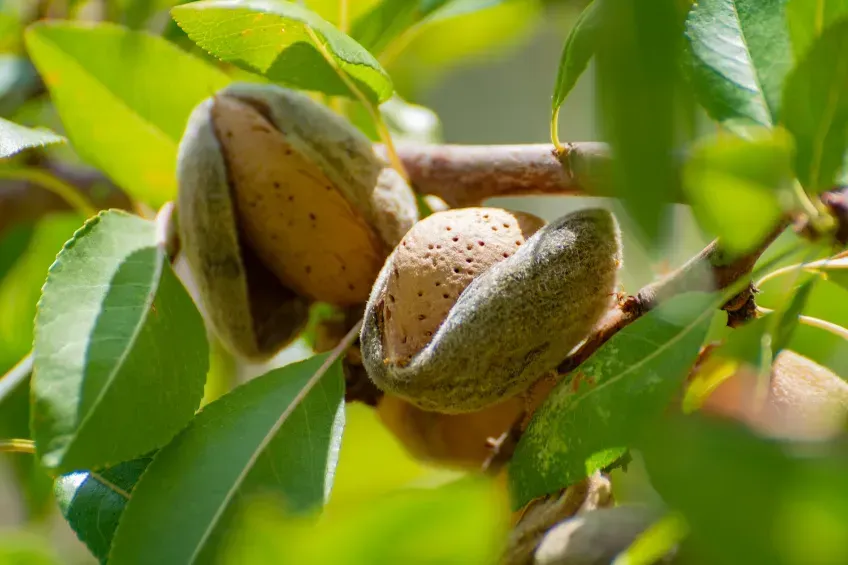 Dos almendras en una rama entre hojas verdes, una en una cáscara partida.