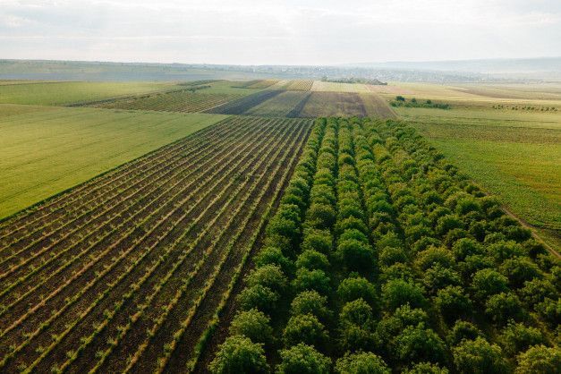 Vista aérea de hileras de cultivos verdes que se extienden a lo largo de un amplio campo agrícola.