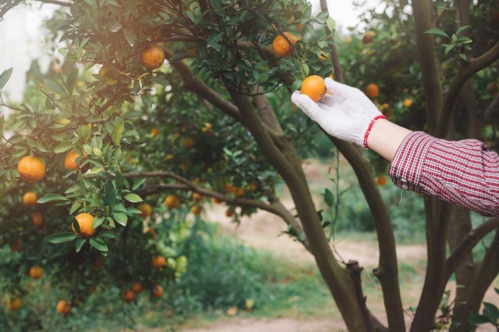 Una mano enguantada recoge naranjas de un árbol en un huerto.