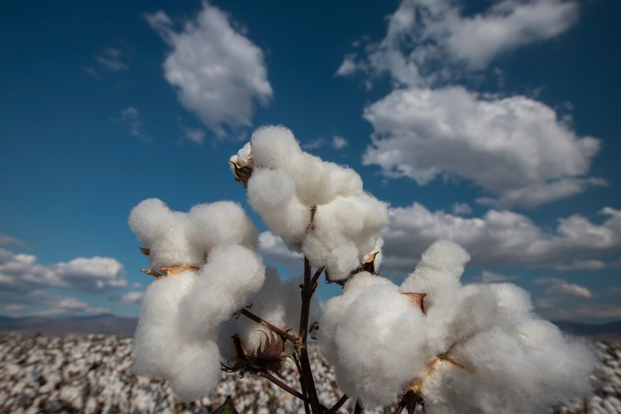 Cápsulas de algodón en tallos contra un cielo azul con nubes dispersas.