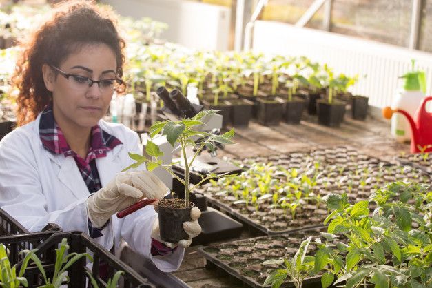 Persona examinando plántulas en un laboratorio de invernadero con bandejas de plantas jóvenes.