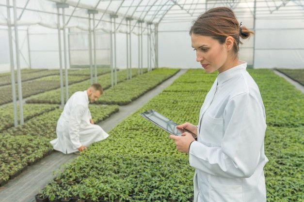 Investigadores con batas blancas inspeccionando plántulas en un invernadero.