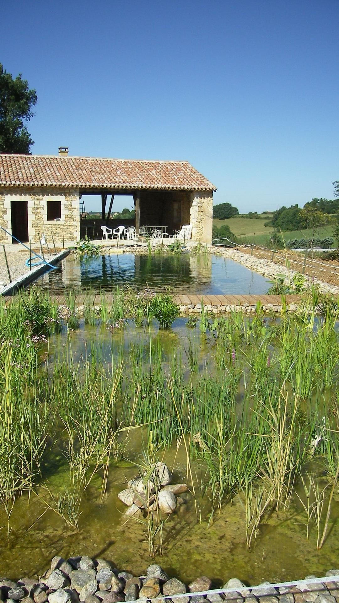 Un bassin de phytoépuration.
