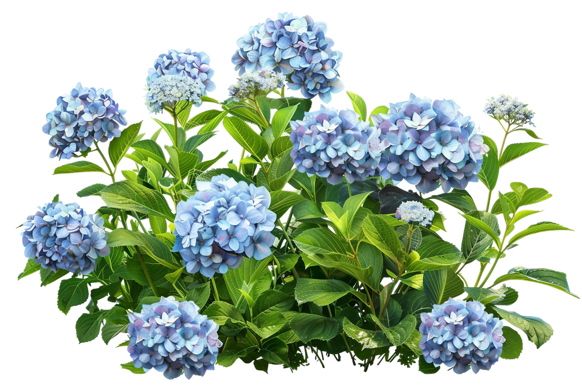 Des hortensias bleus.