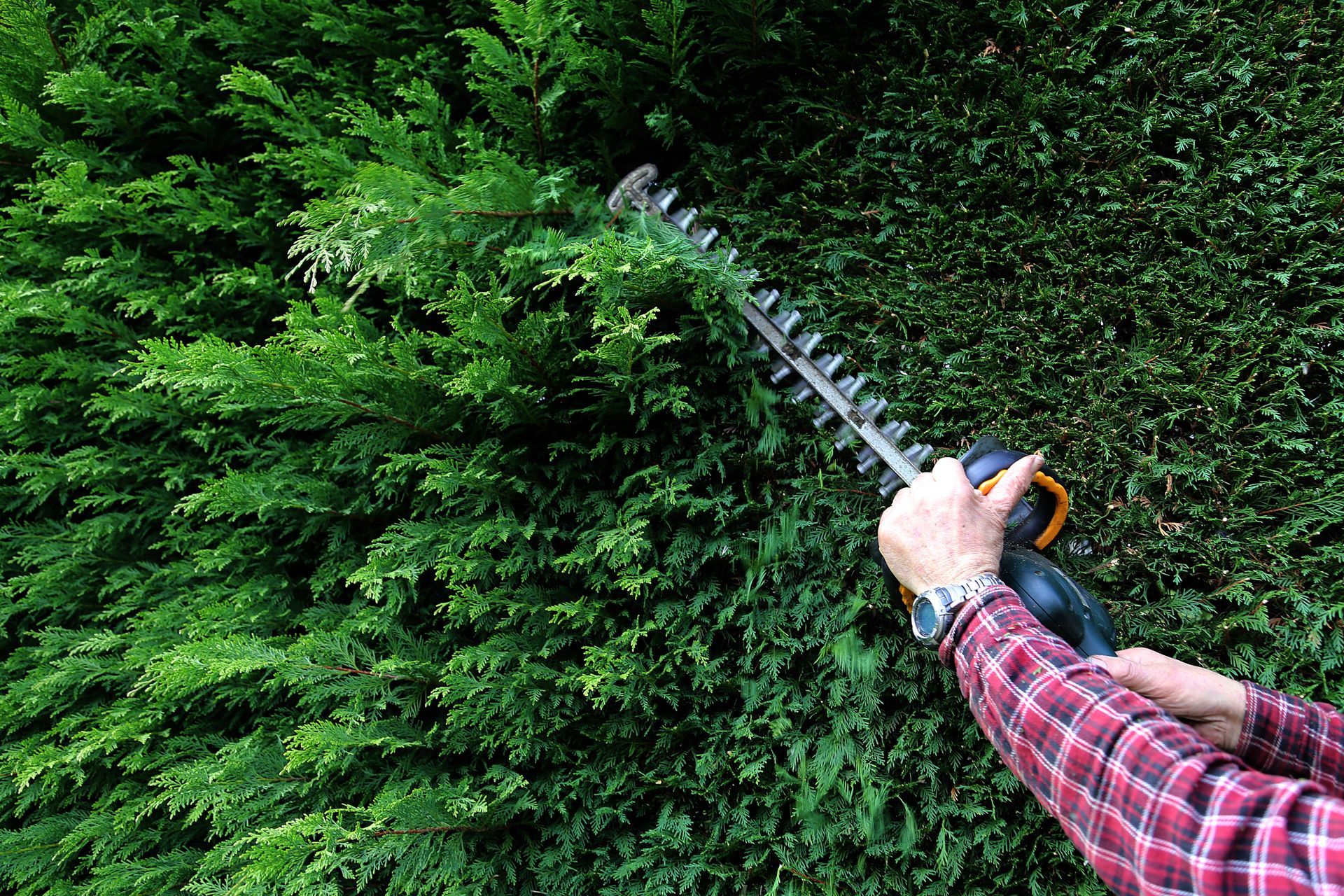 Une personne taillant une haie.