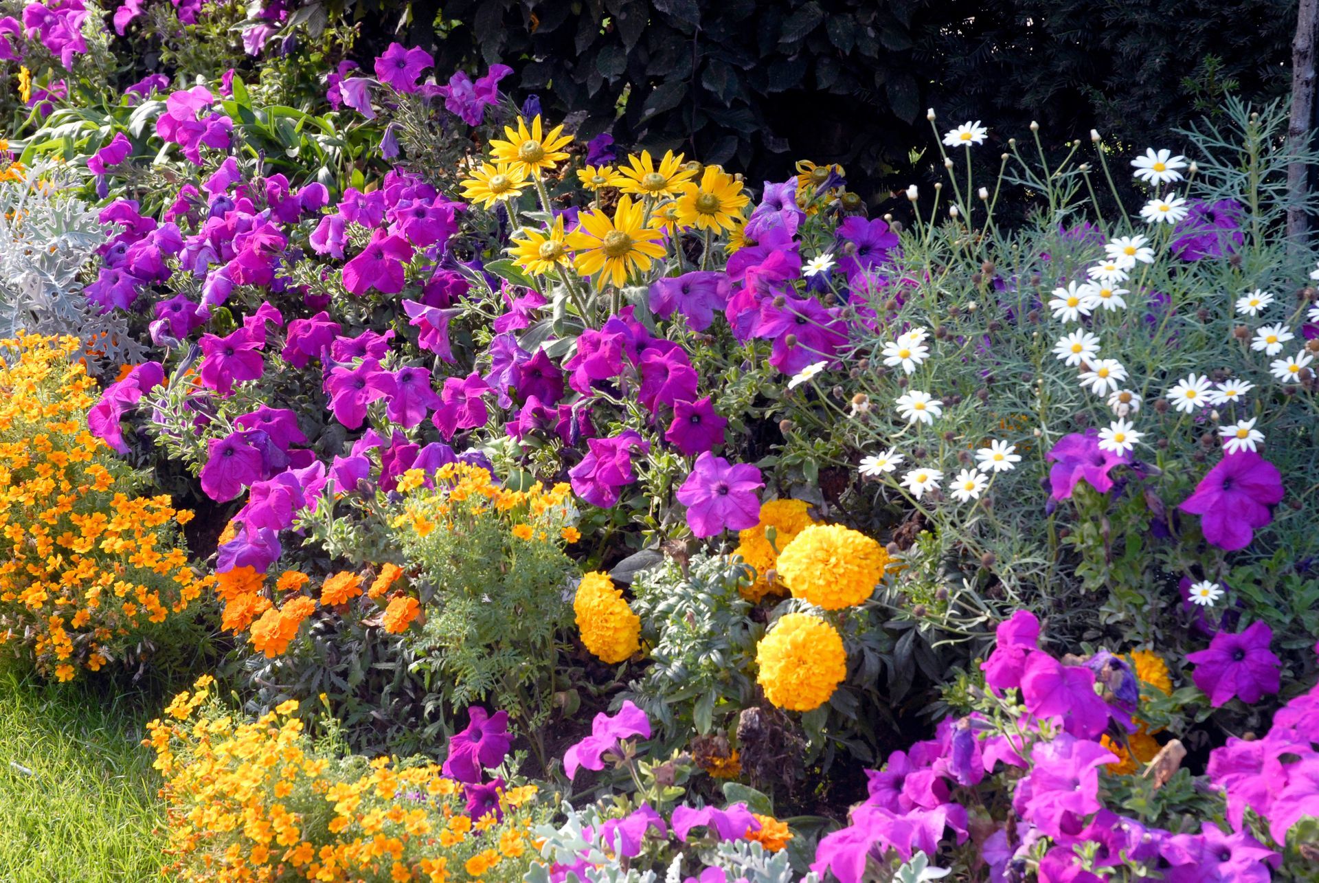 Un massif de fleurs.