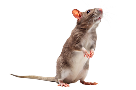 Un rat sur ses pattes arrière.