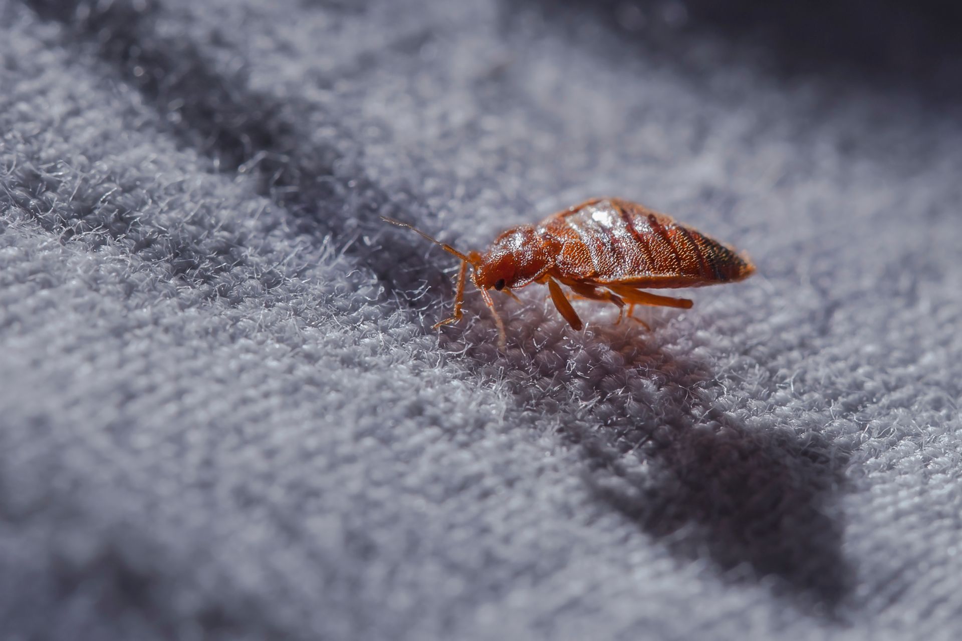 Une punaise de lit sur un tissu.