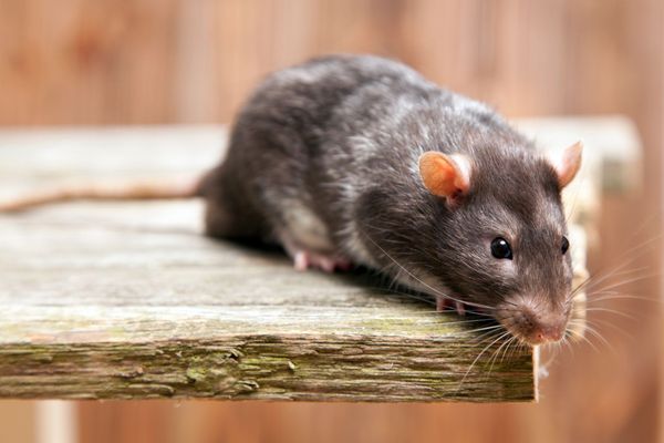 Un rat au bord d'une planche en bois.