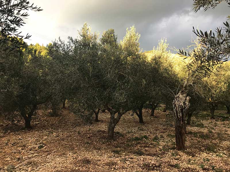 Grandpa Tasos' Farm