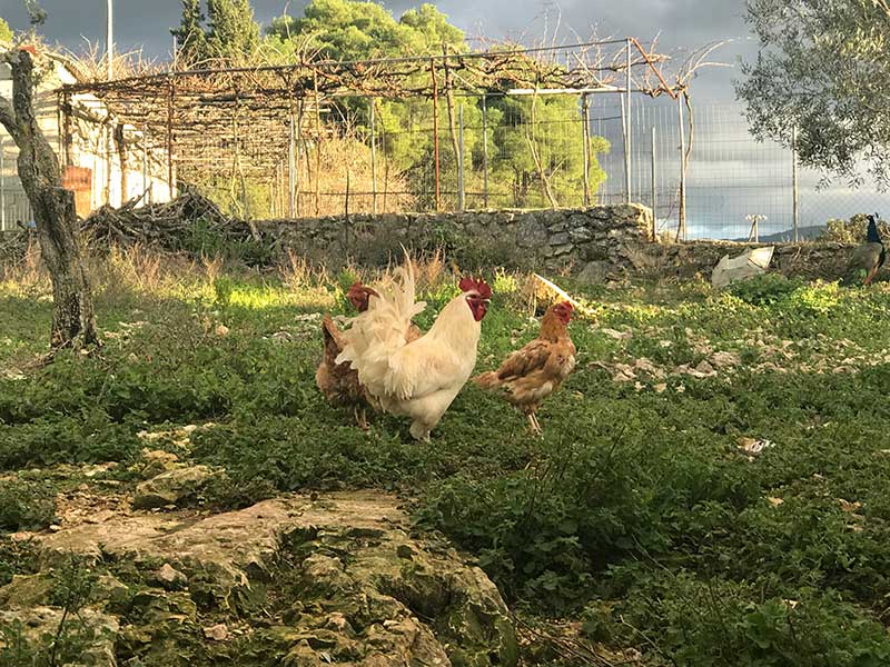 Grandpa Tasos' Farm