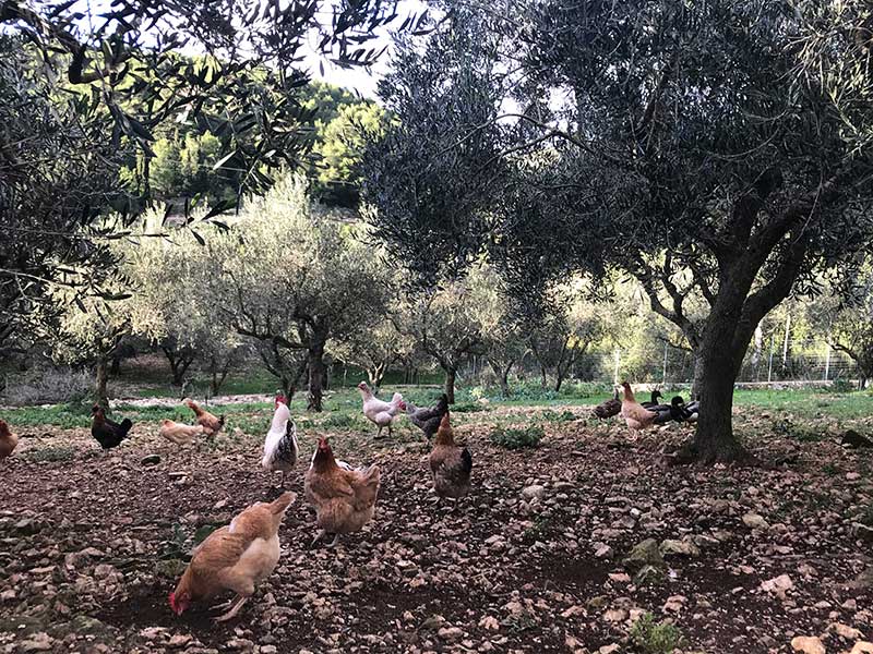 Grandpa Tasos' Farm