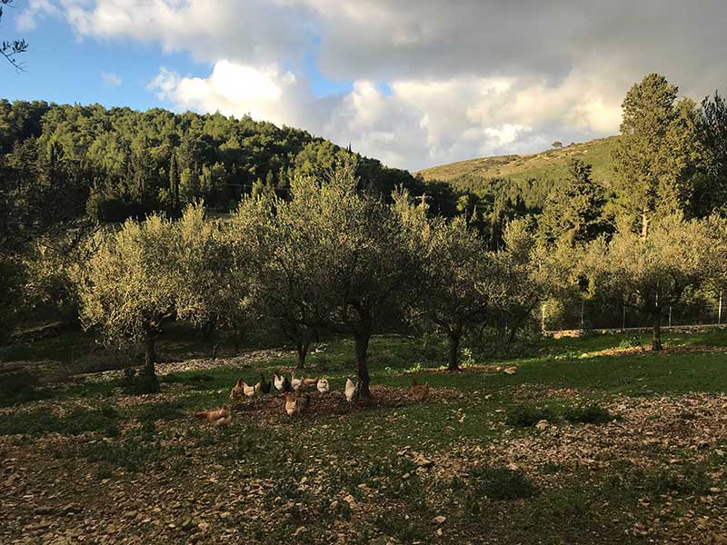 Grandpa Tasos' Farm