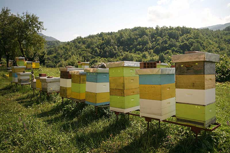 Grandpa Tasos' Farm