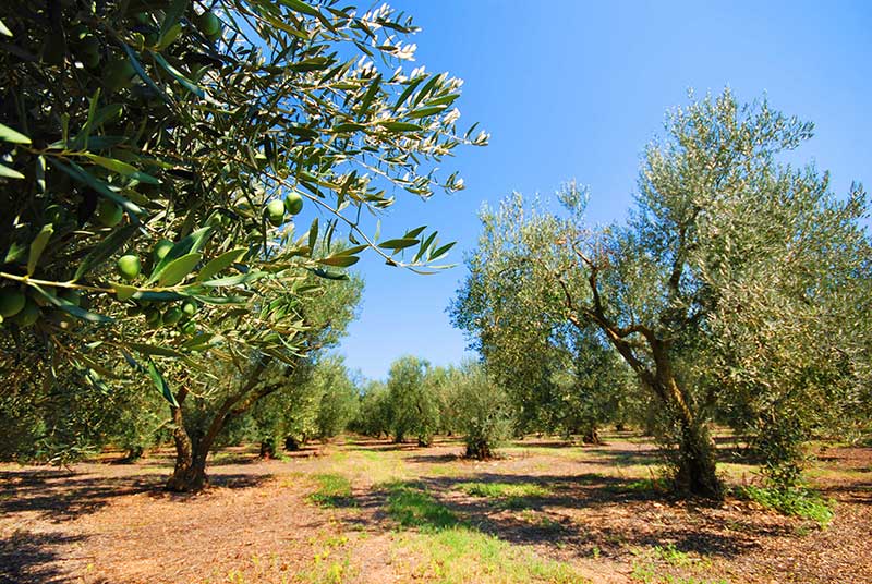 Grandpa Tasos' Farm