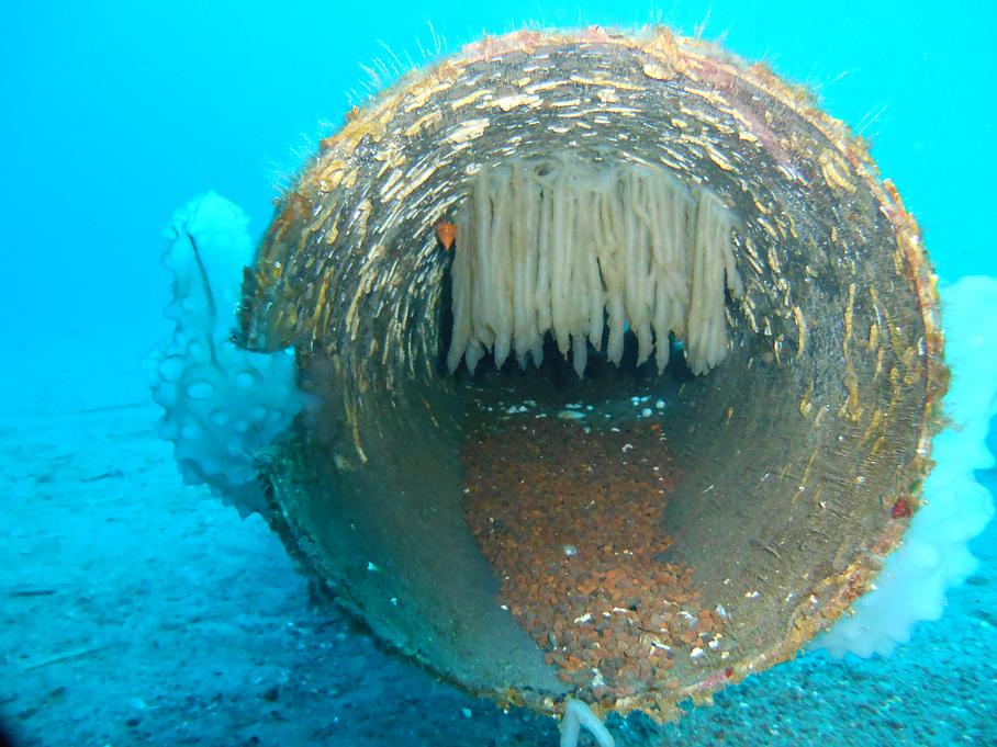 Expertise d'émissaire de rejet en mer