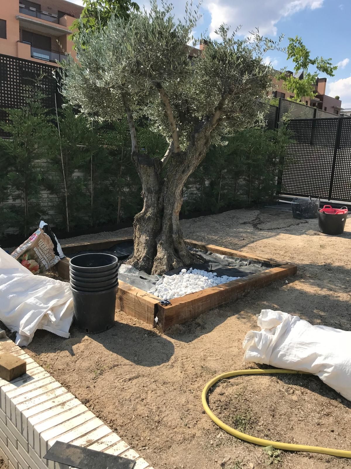 Olivo maduro en un macizo de jardín con piedras blancas y un borde de metal oxidado.