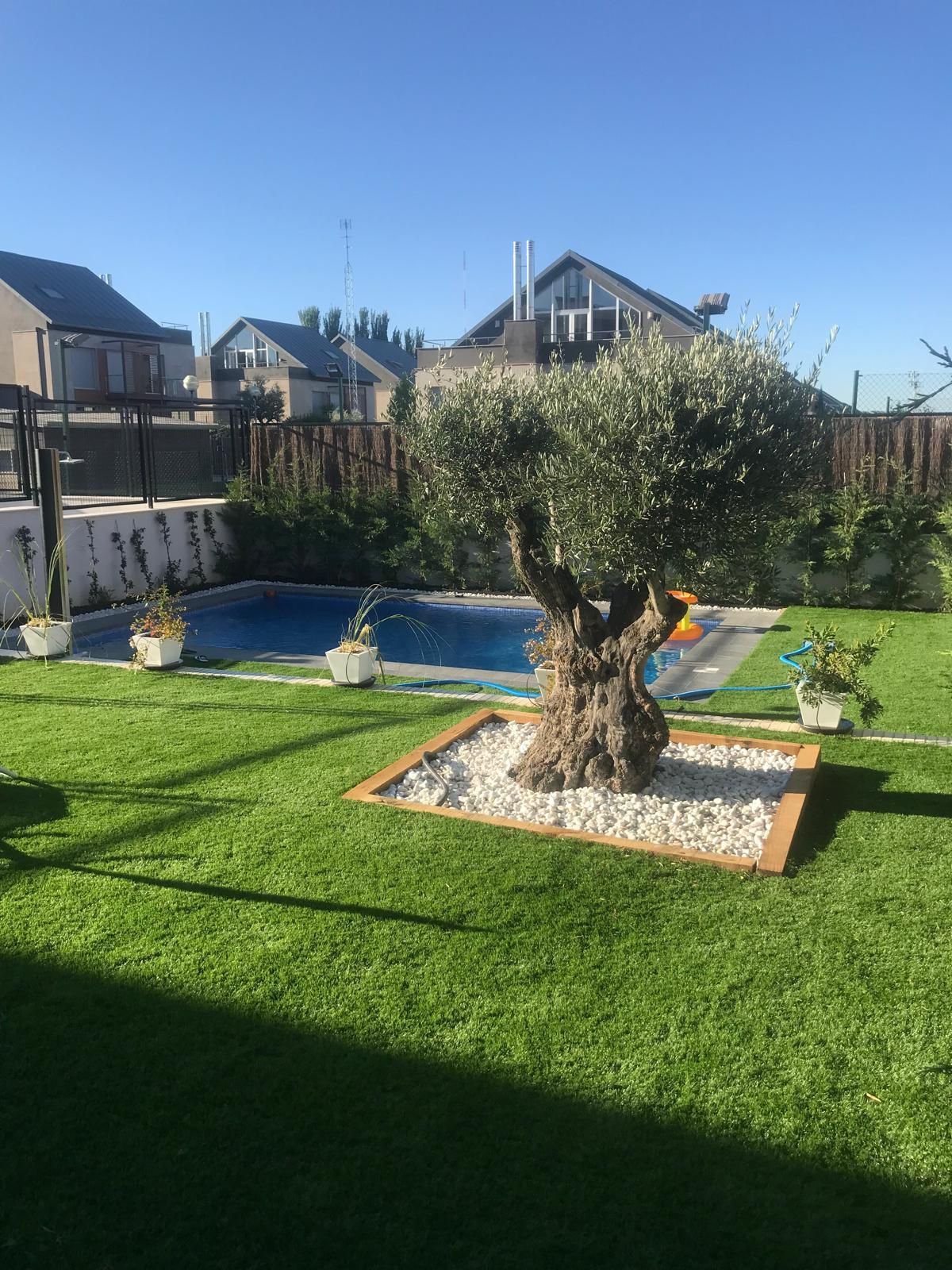 Un patio trasero con piscina, césped verde y un viejo olivo en un lecho de grava.